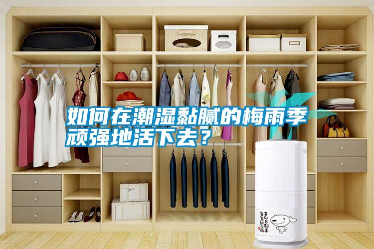 如何在潮濕黏膩的梅雨季頑強(qiáng)地活下去？