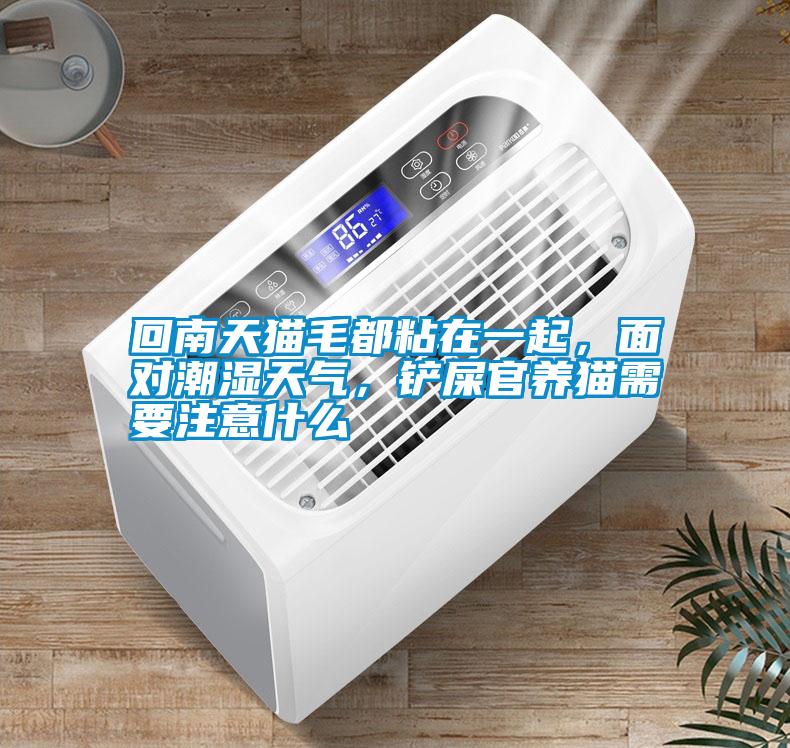 回南天貓毛都粘在一起，面對潮濕天氣，鏟屎官養(yǎng)貓需要注意什么