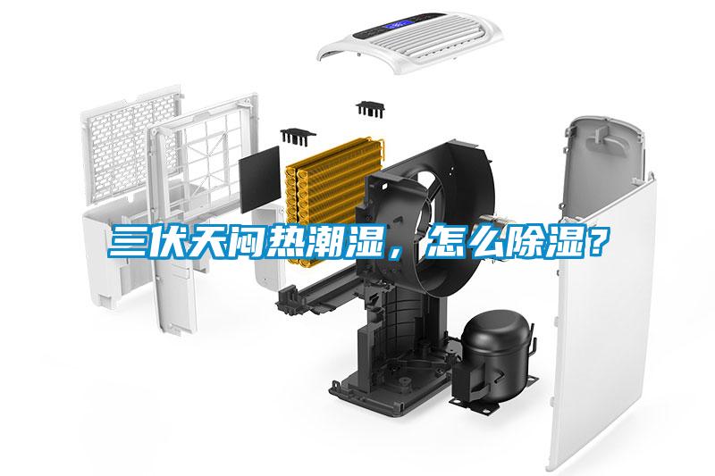 三伏天悶熱潮濕，怎么除濕？