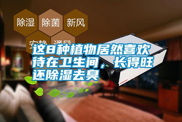 這8種植物居然喜歡待在衛(wèi)生間，長得旺還除濕去臭