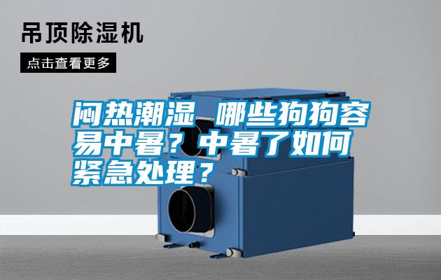 悶熱潮濕 哪些狗狗容易中暑？中暑了如何緊急處理？