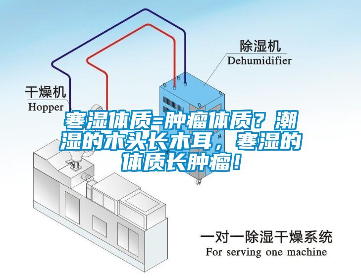 寒濕體質=腫瘤體質？潮濕的木頭長木耳，寒濕的體質長腫瘤！