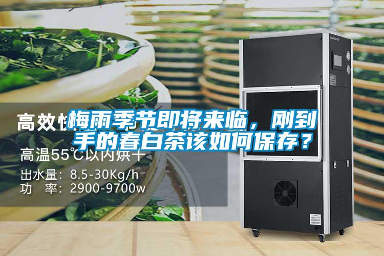 梅雨季節(jié)即將來臨，剛到手的春白茶該如何保存？