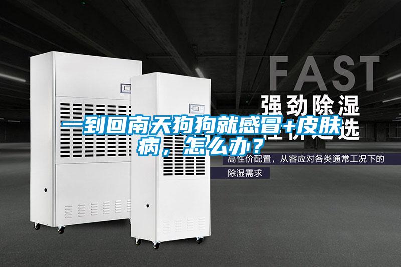 一到回南天狗狗就感冒+皮膚病，怎么辦？