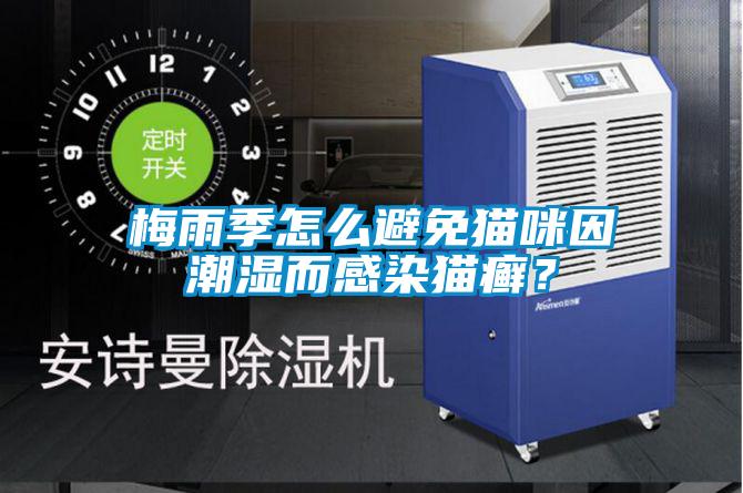 梅雨季怎么避免貓咪因潮濕而感染貓癬？