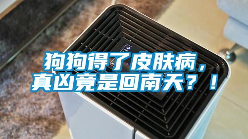 狗狗得了皮膚病，真兇竟是回南天？！