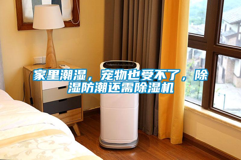 家里潮濕，寵物也受不了，除濕防潮還需除濕機(jī)