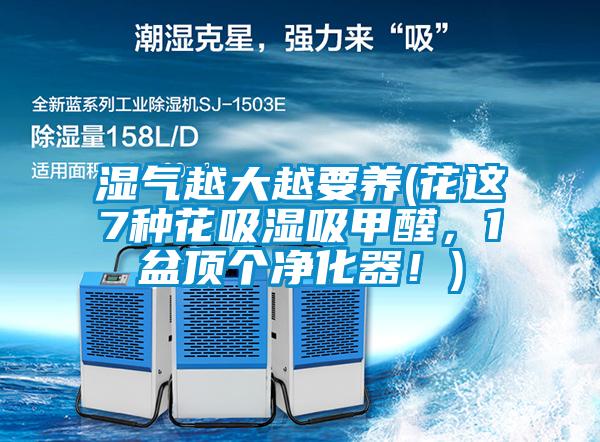 濕氣越大越要養(yǎng)(花這7種花吸濕吸甲醛，1盆頂個凈化器！)