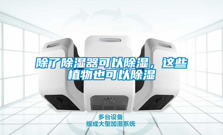 除了除濕器可以除濕，這些植物也可以除濕